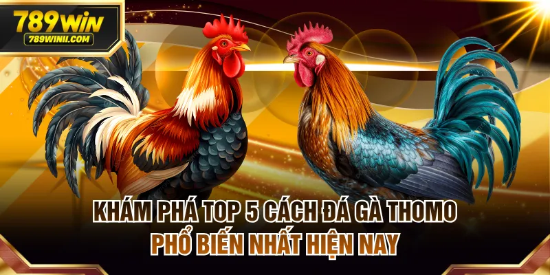 top 5 cách đá gà Thomo